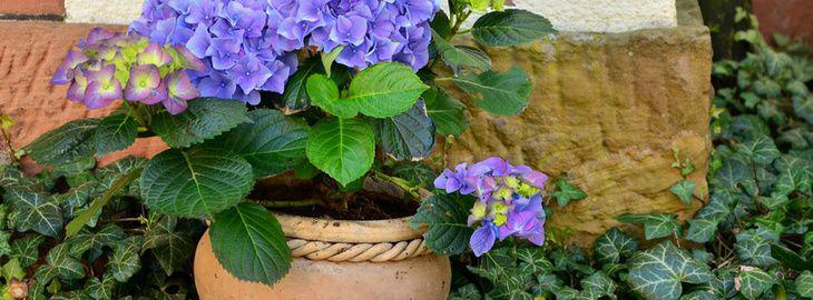 Quelle profondeur pour planter un hortensia ?