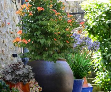 Quel pot pour une bignone ?