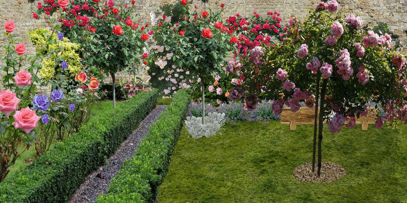 planter une roseraie