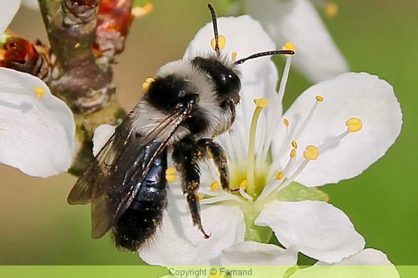 Abeille Solitaire Les abeilles sauvages, solitaires au jardin bio : protégeons-les