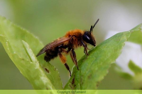 Abeille Solitaire Les abeilles sauvages, solitaires au jardin bio : protégeons-les