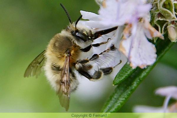 Abeille Solitaire Les abeilles sauvages, solitaires au jardin bio : protégeons-les