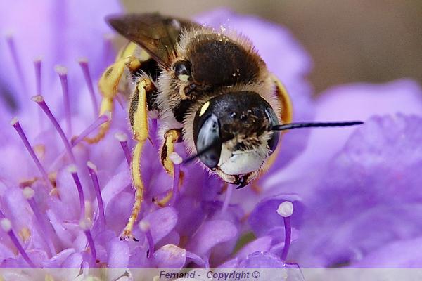 Abeille Solitaire Les abeilles sauvages, solitaires au jardin bio : protégeons-les