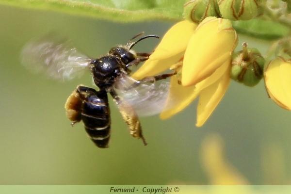 Abeille Solitaire Les abeilles sauvages, solitaires au jardin bio : protégeons-les