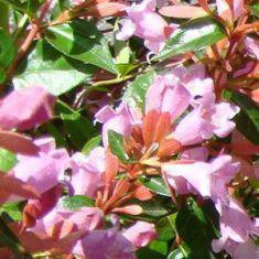 abelia%20edward%20goucher