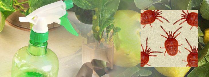 L'araignée rouge les dégats au jardin et les traitements bio