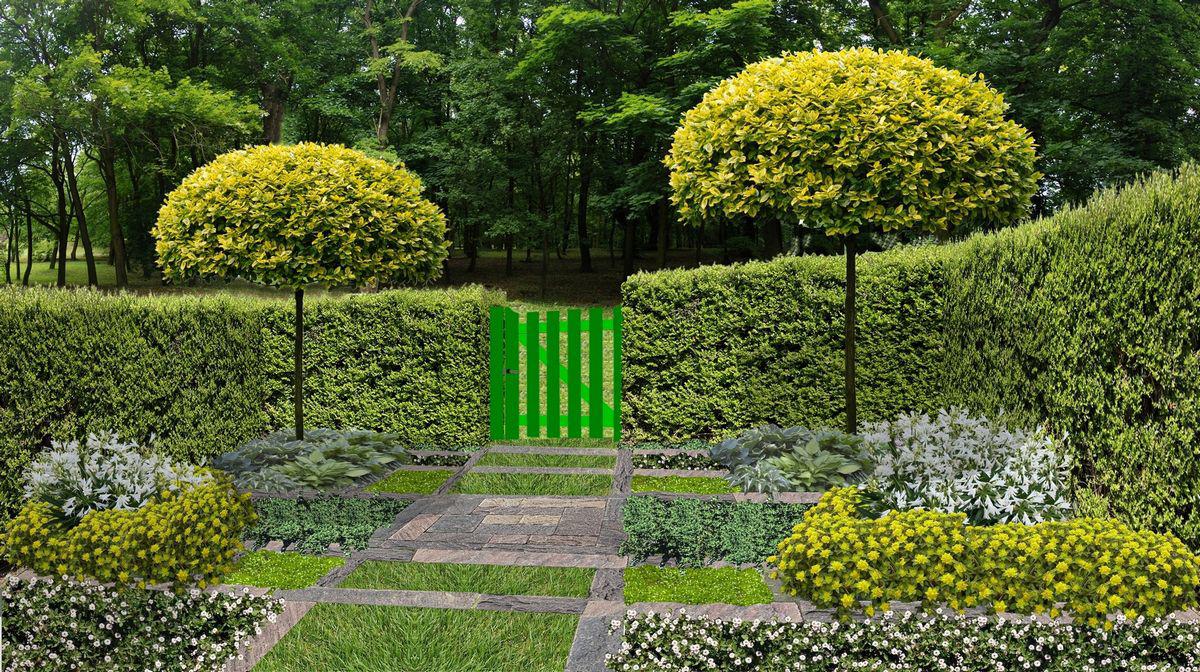 Quel pin pour petit jardin ?