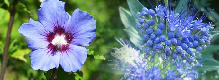 Arbustes A Fleurs Bleues Arbustes A Fleurs Bleues