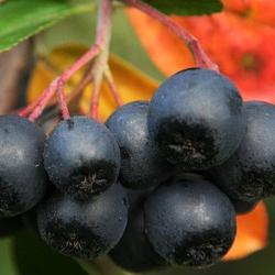 les petits fruits rouges : culture