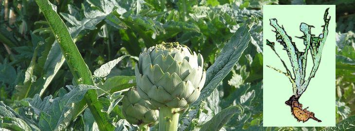 Multiplication De L Artichaut L Oeilletonnage