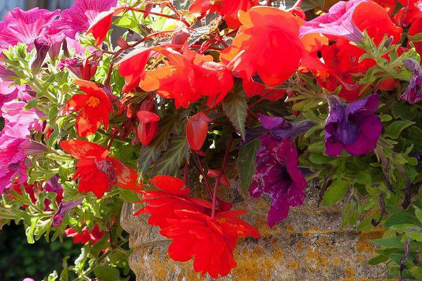 Bégonia tubéreux retombant Bégonia tubéreux retombant