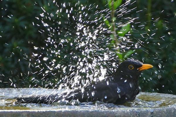 Creer Un Jardin Refuge Pour Les Oiseaux