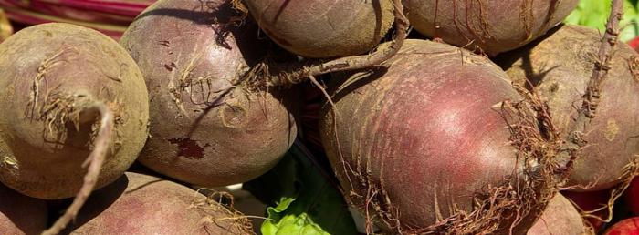 Conservation des betteraves rouges l’hiver