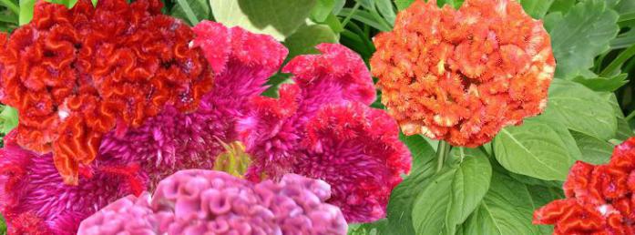 Crete De Coq Culture Entretien Crete De Coq Culture Entretien