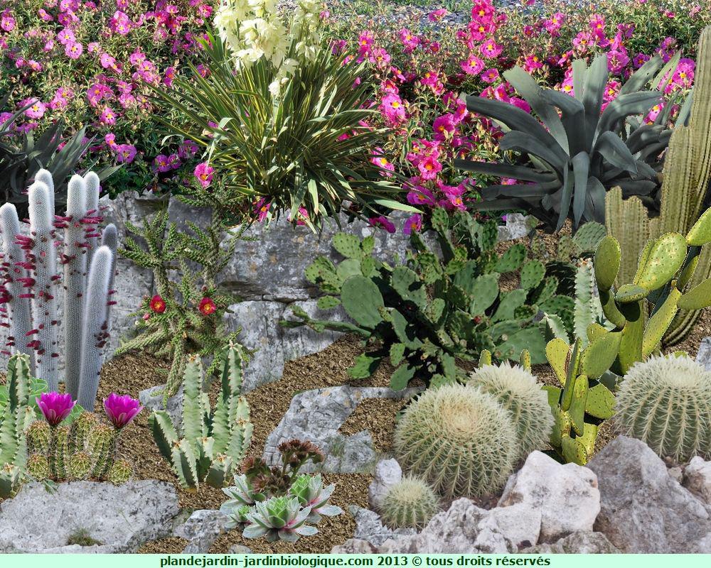 Faire Un Jardin De Cactus Exemple