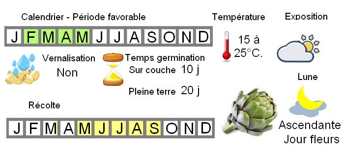 Semis De L Artichaut