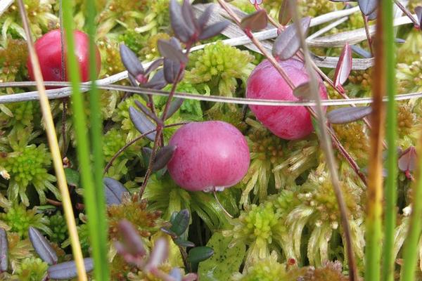 Sphaigne Du Chili Pour Vos Rempotages D'orchidées, Achat En Ligne - Les Orchidées De La Belle Etoile - 6