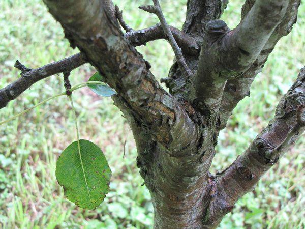 Image result for chancre pommier