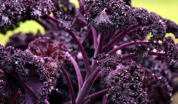 Semis des choux rouges