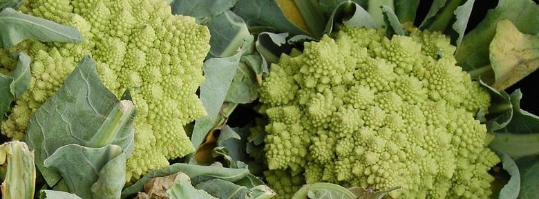 Chou Fleur Romanesco Semis Repiquage Culture Bio Chou Fleur Romanesco Semis Repiquage Culture Bio
