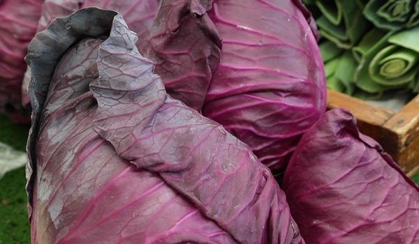 Semis des choux rouges