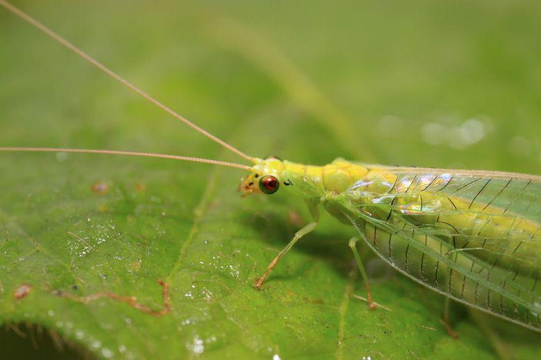 La chrysope verte : un insecte utile au jardin bio