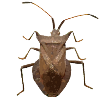 Insecte du jardin potager Insecte du jardin potager