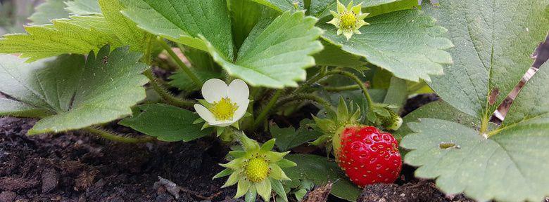 Fraisier Plantation Culture Et Entretien