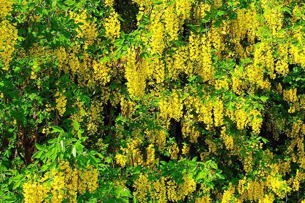 Quels arbres planter dans une terre argileuse ?