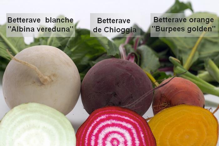 betterave rouge : culture bio : variétés