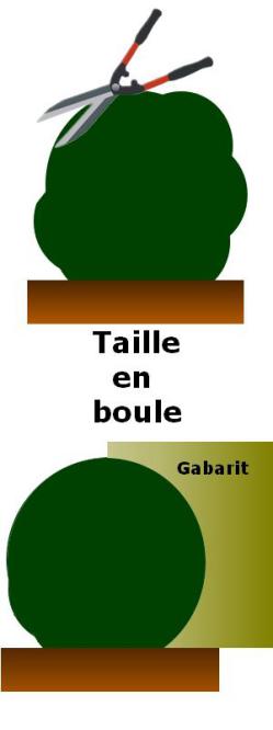 Tailler Et Former Les Topiaires Tailler Et Former Les Topiaires