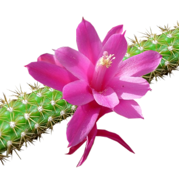 Aporocactus - Disocactus flagelliformis ou « Queue de rat