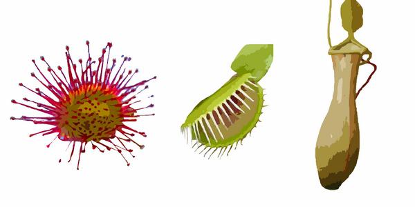 Les Plantes Carnivores Des Plantes Pour Collectionneurs Les Plantes Carnivores Des Plantes Pour Collectionneurs