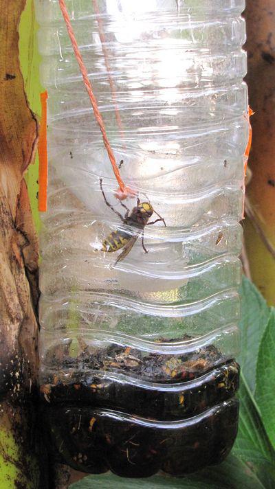 exemple%20de%20frelons%20pi%C3%A9g%C3%A9s