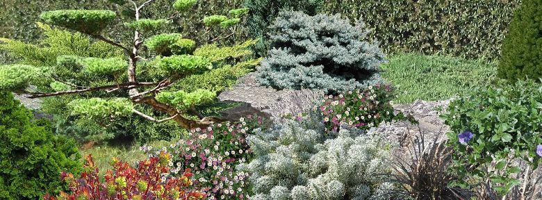 Rocailles Au Jardin Avec Des Coniferes Nains