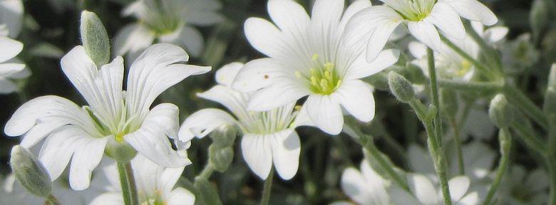 Creer Un Massif De Fleurs Blanches Creer Un Massif De Fleurs Blanches