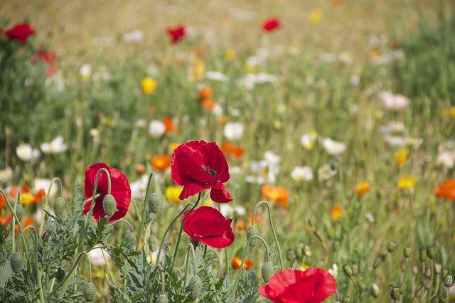 fleurs%20dans%20un%20jardin%20sauvage