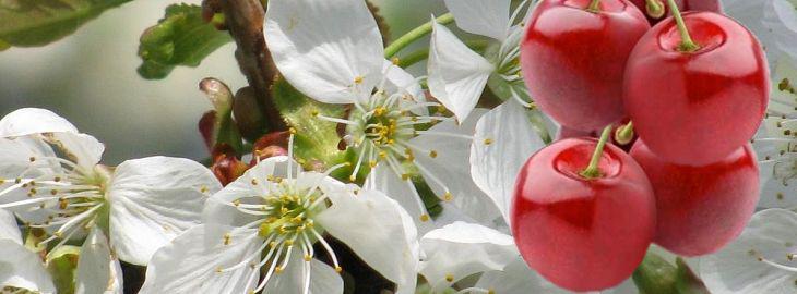 Pourquoi un cerisier ne donne pas de cerises ?