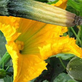 Pourquoi Les Fleurs De Courgettes Avortent Au Printemps Et Au Debut De L Ete