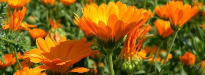 Le calendula (souci) un indispensable au jardin bio.