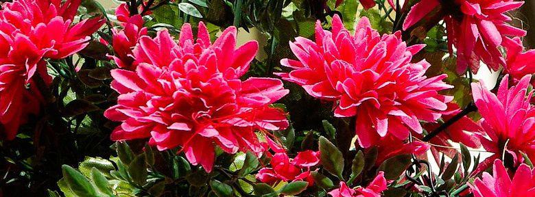Créer un massif de fleurs rouges