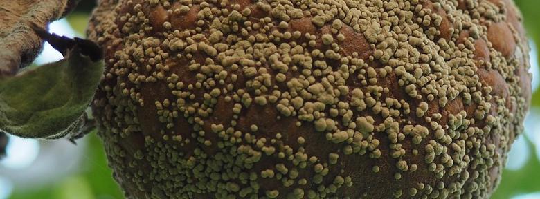 Traitement moniliose Traitement moniliose