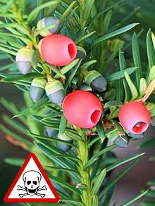 Fruits Rouges Toxique Plantes toxiques de nos jardins