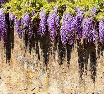 glycine%20sur%20un%20mur%20ensoleille