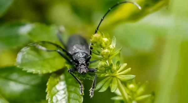 Maladies et parasites des chênes : européens et d'amérique