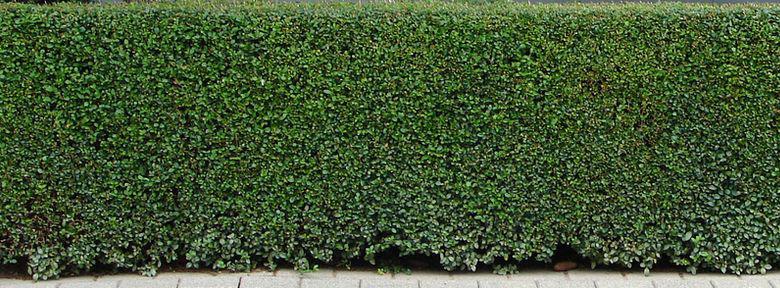 Planter Une Haie De Lonicera Nitida Planter Une Haie De Lonicera Nitida