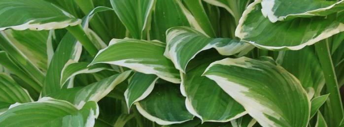 Hostas variétés Hostas variétés
