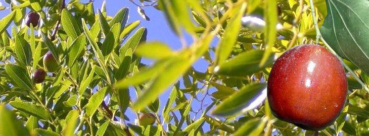 Le Jujubier Des Fruits Exotiques Les Jujubes Le Jujubier Des Fruits Exotiques Les Jujubes