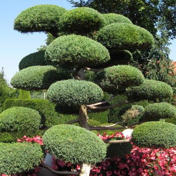 juniperus%20taille%20en%20nuage