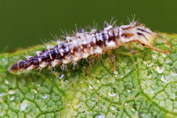 La chrysope verte : un insecte utile au jardin bio